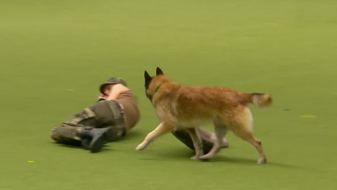 圖片來源：Crufts／Facebook